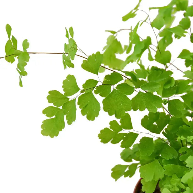 Maidenhair Fern House Plant Dropship