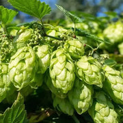 30 Seeds - Hops Vine Seeds - Perennial Humulus Lupulus Hops Seeds for Planting | Climbing Vine Plant Seed to Grow Hops Bine/Hop Cones - Beer Flower Lupulin Plant to Make Beer - The Rike - The Rike Inc