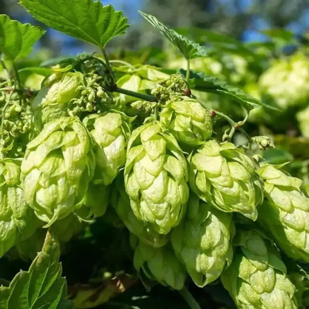 30 Seeds - Hops Vine Seeds - Perennial Humulus Lupulus Hops Seeds for Planting | Climbing Vine Plant Seed to Grow Hops Bine/Hop Cones - Beer Flower Lupulin Plant to Make Beer - The Rike - The Rike Inc