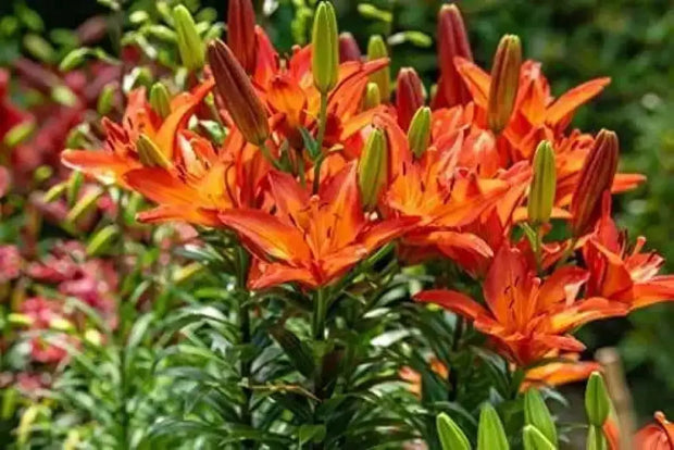 20 Seeds Orange Asiatic Lily Lilium Orange Pixie Planting Seed Bonsai Garden - The Rike Inc