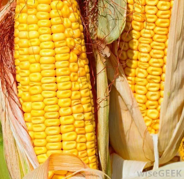 1200 Seeds Field Corn Seeds Yellow Dent Corn Kernels Grain Corn Seeds Field Corn for Corn Meal Grinding Planting Heirloom Non-GMO