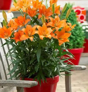 20 Seeds Orange Asiatic Lily Lilium Orange Pixie Planting Seed Bonsai Garden - The Rike Inc