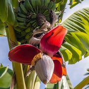 10 Seeds - Abyssinian Banana Seeds, Exotic Musa Ensete Ventricosum Green Snow Banana, Ensete Maurelii - Rare Cold Hardy Tropical Banana, Ornamental Banana Large Seeds for Patio, Lawn & Garden - Image #3