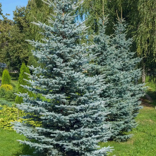 200 Seeds - Blue Spruce Seeds | Colorado State Blue Spruce Pine Seeds for Planting - Rocky Mountain Blue Spruce or Silver Tip Spruce Seeds for Landscaping Plant | Picea pungens Seeds - The Rike - The Rike Inc