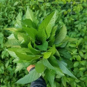 4000 Saluyot (Egyptian Spinach) Seeds, Corchorus Olitorius Molokhia Seeds for planting Ewedu, Green Jute Mallow Plant Seeds, Jew's Mallow, Nalta, or Rau Đay - The Rike - Image #6