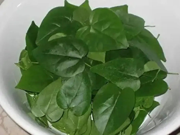 70 Seeds Cyclea barbata - Suong Sam Long Grass Jelly Vine Seeds Yanang Jelly Plant Seeds Tropical Herb Green Vine Jelly Green Grass Jelly Plant Seeds Tiliacora Triandra - The Rike Inc