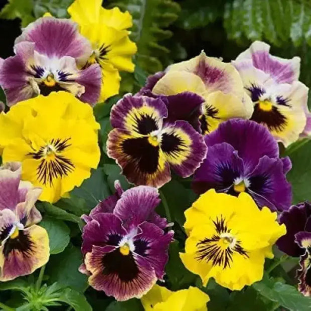 1500 Pansy Flower Seeds Garden Pansy Pink Pansy Seeds Violet Pansy Blue Pansy Flower Mixed Color - The Rike Inc