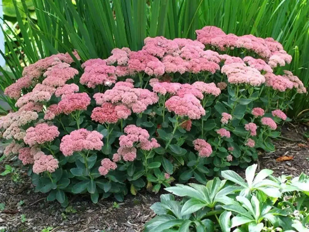 1000 Seeds Autumn Joy Sedum Seeds Stonecrop Seeds for Planting Hylotelephium telephium Orpine Seeds Orphan John Witch's Moneybags Seeds