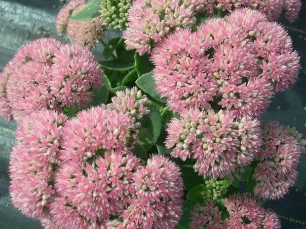 1000 Seeds Autumn Joy Sedum Seeds Stonecrop Seeds for Planting Hylotelephium telephium Orpine Seeds Orphan John Witch's Moneybags Seeds