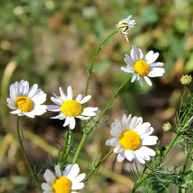 1000 Chamomile Seeds Non-GMO White Daisy Flower German Chamomile Flower Seeds Camomile Seeds Matricaria chamomilla Scarborough Seeds Matricaria recutita herb Seeds Non-GMO 98% High Germination