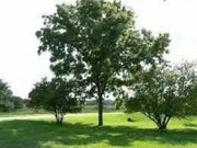 10 Seeds Black Walnut Tree Seeds for Planting Juglans Nigra Eastern American Black Walnut Seeds - Image #4