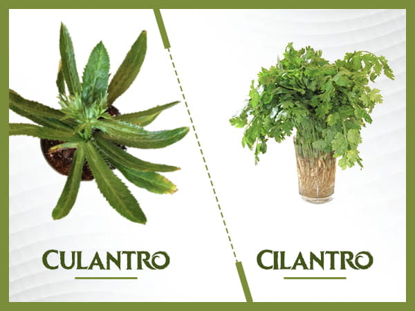 What Is Culantro? Health Benefits, Side Effects And Recipes - Boldsky.com