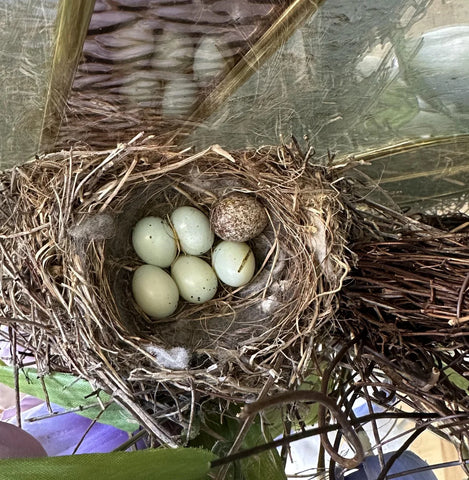Bird’s nest with five pale blue eggs, symbolizing new beginnings in a farming career.