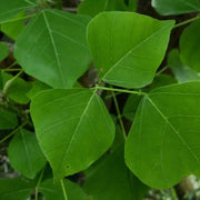 100-gram - Dried Erythrina orientalis Leaves | 100% Natural Vong Nem - Folium Erythrina Variegatae - Coral Tree Leaf | For Making Unique Tea - The Rike