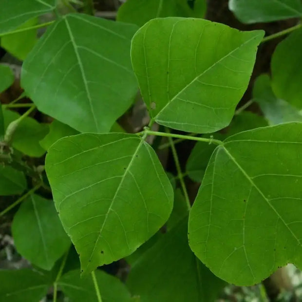 100-gram - Dried Erythrina orientalis Leaves | 100% Natural Vong Nem - Folium Erythrina Variegatae - Coral Tree Leaf | For Making Unique Tea - The Rike