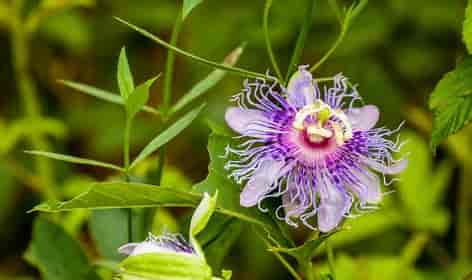 The Benefits of Passionflowers
