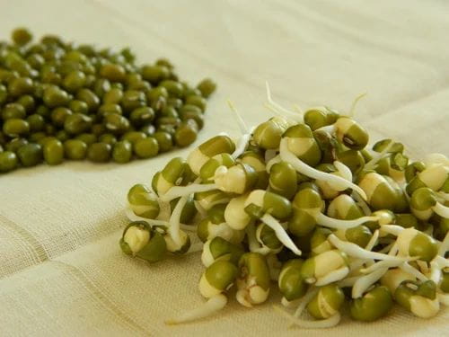 Dry Sprouted Moong, Moong Dal Mogar, Green Gram Dal, Green Gram Pulses,  Green Gram, Whole Moong Dal in Bhist Bagh, Ahmednagar , Kalplaxmi Agro  Processors & Traders | ID: 6370384191