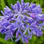 25 Seeds Dwarf Blue Lily of The Nile Flower Seeds for Planting Common Agapanthus Seeds Agapanthus praecox African Lily Seeds - The Rike Inc