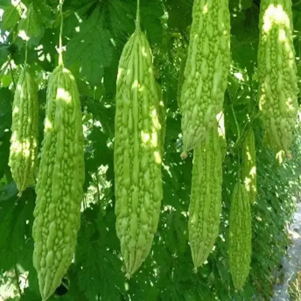 30 Seeds Green Skin Long Bitter Gourd Seeds Bitter Melon Seeds Ku Gua Asian Vegetable Karela Momordica charantia Vegetable Seeds Khổ Qua Mỡ Trái Dài Great germinations - The Rike Inc