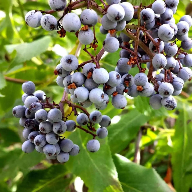 100 Seeds - Blue Elderberry Seeds (Sambucus Caerulea) | Arizona Elder Tree Shrub Fruit Berry Seeds | Edible Berries Juicy Fruit | Sierra or Huckleberry Elderberry - The Rike - Image #3
