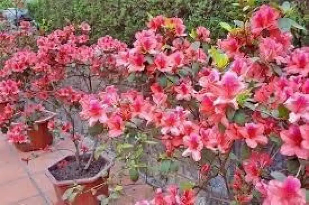 100 Seeds do Quyen Seeds, Rhododendron Seeds Flower Seeds Mixed Azalea Flower Seeds for Planting Rhododendron Simsii Seeds Schlippenbachii Bush Shrub Flowers Plant Seeds