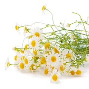 1000 Chamomile Seeds Non-GMO White Daisy Flower German Chamomile Flower Seeds Camomile Seeds Matricaria chamomilla Scarborough Seeds Matricaria recutita herb Seeds Non-GMO 98% High Germination