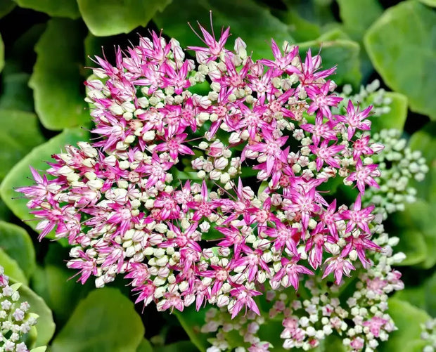 1000 Seeds Autumn Joy Sedum Seeds Stonecrop Seeds for Planting Hylotelephium telephium Orpine Seeds Orphan John Witch's Moneybags Seeds