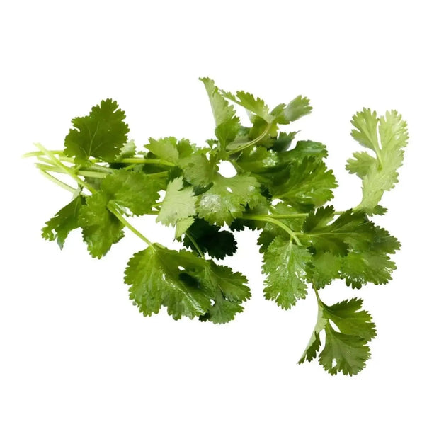 1000 Seeds - Cilantro Seeds (Coriander Seeds) - Chinese Parsley, Dhania or Coriandrum Sativum Seeds for Planting - Easy-to-Grow Culinary Herb for Home