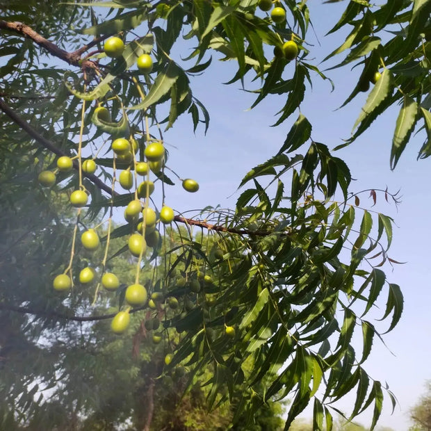 20 Seeds - Neem Tree Seeds (Azadirachta Indica) for Planting | Fast-Growing Evergreen Indian Lilac Tree - Margosa Tree Seeds to Grow Nimtree/Vepa/Nimba/Nimboli/Arya Veppu - Image #8