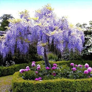 Chinese Blue Wisteria Sinensis Tree Seeds | Chinese Climbing Lilac Wisteria Seeds Fresh Seeds 