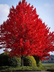 100 Red Maple Seeds - American Maple Seeds, Red Leaf Japanese Maple, Red Maple Tree Seeds, Red Sugar Maple Tree Seeds, Sugar Maple Tree Seeds, Acer Maple Seeds