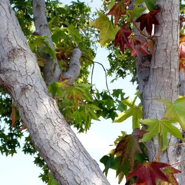 40 Seeds American Sweetgum Tree Seeds for Planting Sweet Gum Tree Seeds The Rike