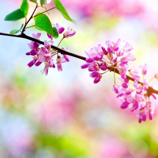 50 Seeds - Eastern Redbud Tree Seeds, Authentic American Judas and Texas Mexican Flowering Variety (Cercis Canadensis) | Easy-to-Grow Canadian Eastern Redbud - The Rike - The Rike Inc