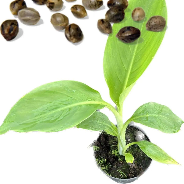 10 Seeds - Abyssinian Banana Seeds, Exotic Musa Ensete Ventricosum Green Snow Banana, Ensete Maurelii - Rare Cold Hardy Tropical Banana, Ornamental Banana Large Seeds for Patio, Lawn & Garden - Image #2
