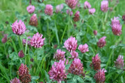 Whole Red Clover Flower Tea Trifolium pratense Herbal Tea 100 Gram red clover blossom tea Herb Detox tea, loose leaf tea, cleans liver, pancreas and gallbladder Tea ( large package) ($6 shipping charge customer)