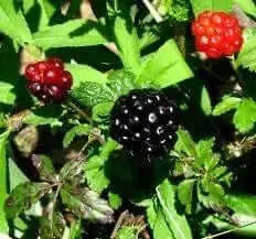 120 Seeds Organic Dewberry Seeds for Planting Fruit Common Dewberry Rubus Fagellaris Seeds