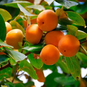 10 Seeds Persimmon Seeds for Planting Diospyros virginiana Eastern Persimmon Possumwood Date Plum Winter Plum Jove's Fruit American Persimmon simmon possumwood Possum Apples Sugar Plum Seeds Small envelope ( $2 shipping charge customer