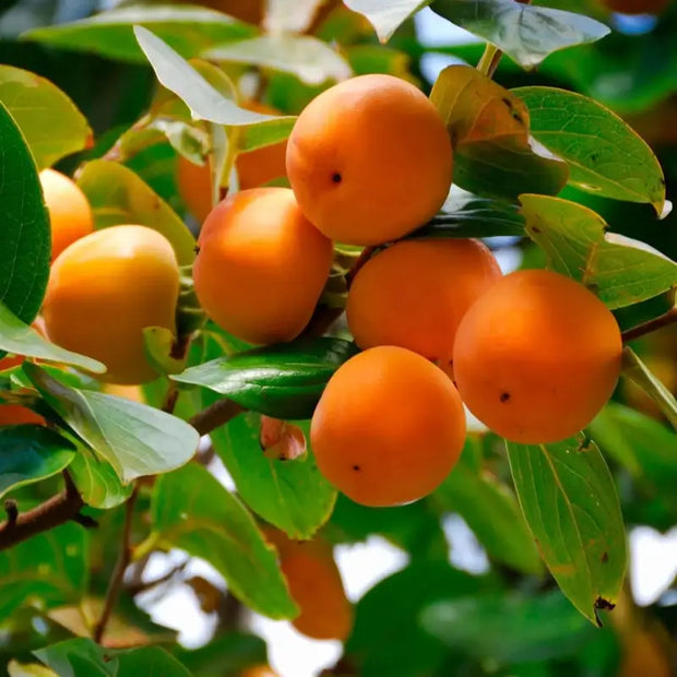 plant persimmon seeds Eastern Persimmon Seeds for Planting 3 pack x 10 seeds