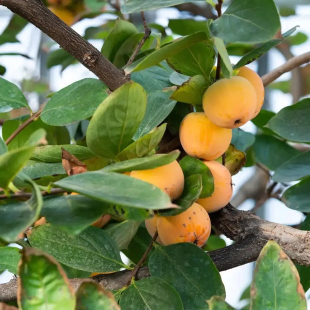 persimmon seed planting Eastern Persimmon Seeds for Planting 3 pack x 10 seeds