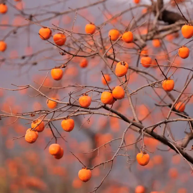 planting wild persimmon seeds Eastern Persimmon Seeds for Planting 3 pack x 10 seeds