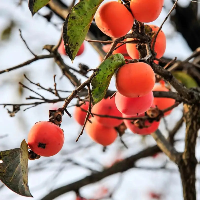 persimmon seeds planting Eastern Persimmon Seeds for Planting 3 pack x 10 seeds