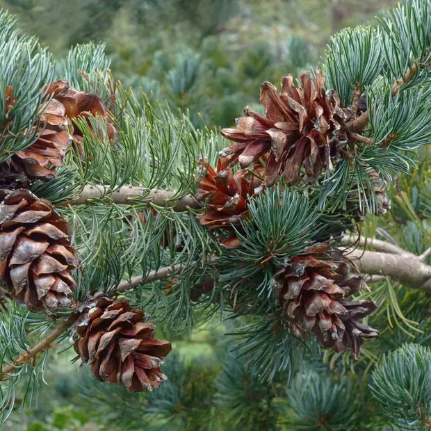 plant pine cone seeds Eastern White Pine 20-Seed x 2 pack Packet
