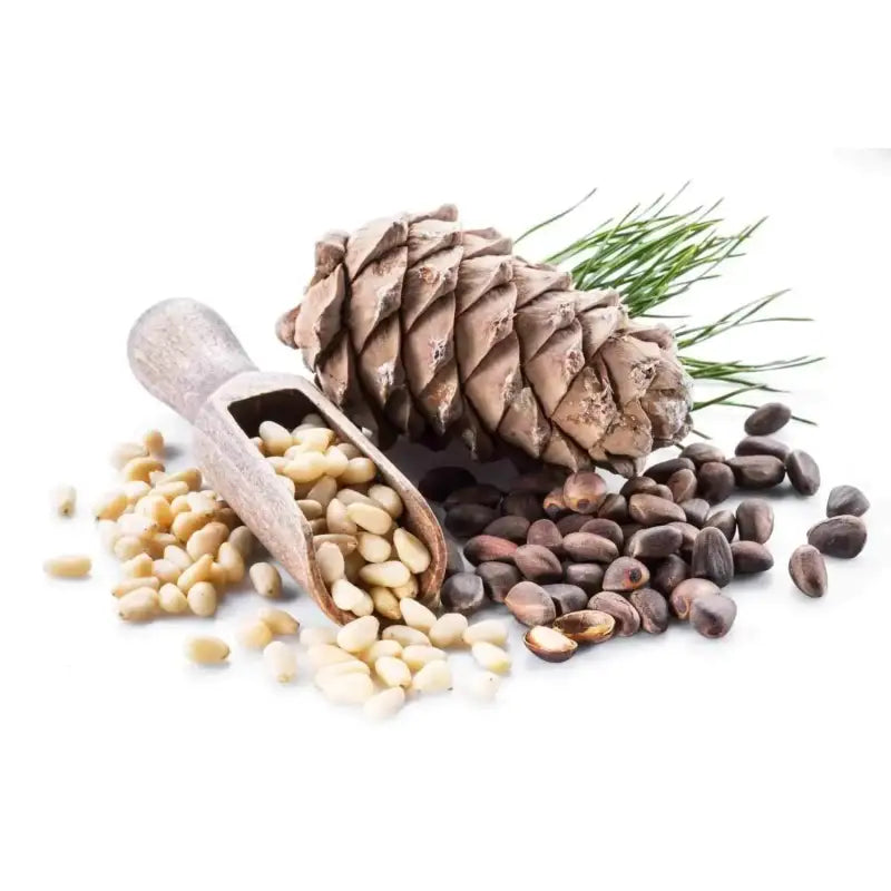 pinetree garden seeds free shipping Eastern White Pine Tree Seeds