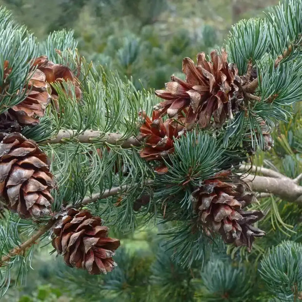 pine tree garden seeds Eastern White Pine Tree Seeds