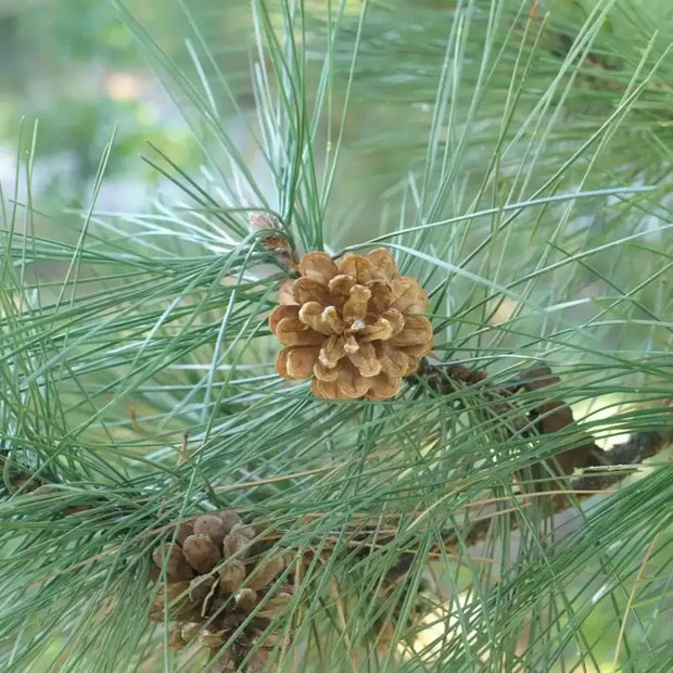 planting white pine seeds Eastern White Pine Tree Seeds