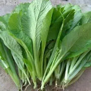 The Rike 3000 Seeds Mustard Leaf – Cải Bẹ Xanh Green Mustard Lettuce Spinach Seeds Southern Giant Curled Mustard Greens Tendergreen GAI Choi Mustard Seeds Heirloom Non GMO - The Rike Inc