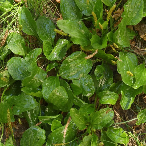6000 Seeds - Broadleaf Plantain Seeds (Plantago Major or Plantago rugelii) | Planting Ma De, Broadleaf Plantain/Common Plantain - White Man's Footprint/Waybread/Greater Plantain/Rat-Tail Plantain Seed - Image #1