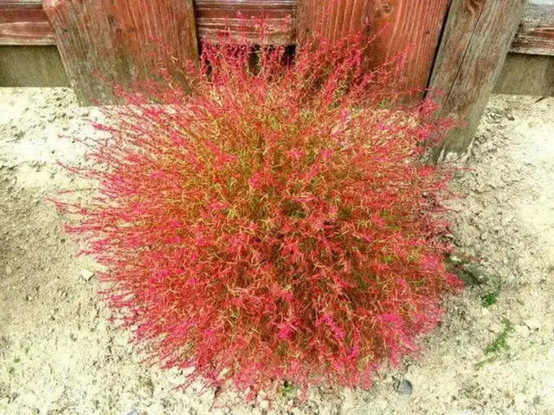 200 Seeds Kochia Scoparia Seeds co DOI mau Seeds for Planting Scoparia Seeds Bassia Scoparia Ragweed Summer Cypress Mock-Cypress Belvedere Burningbush Mexican Firebrush Mexican Fireweed Seeds - The Rike Inc