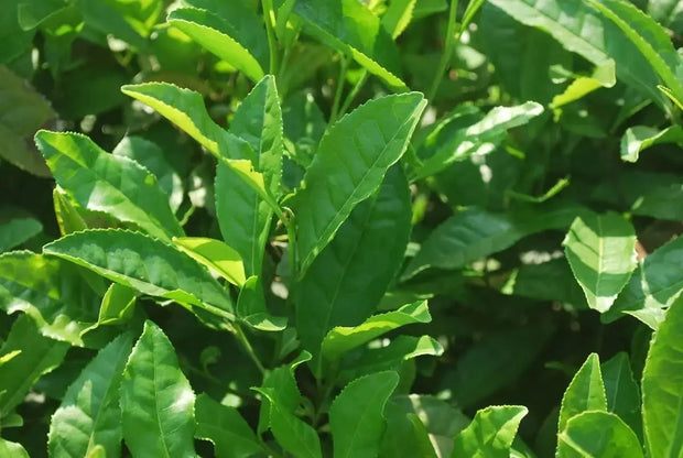 Organic Green Tea Leaf Herbal Tea 150-gram Detox tea - The Rike Inc
