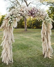 1200 Pampas Grass Seeds White Cortaderia Selloana Seeds Perennial Flowering ORNIMENTAL Grasses FEATHERY Blooms Wedding Holiday Festival Decor